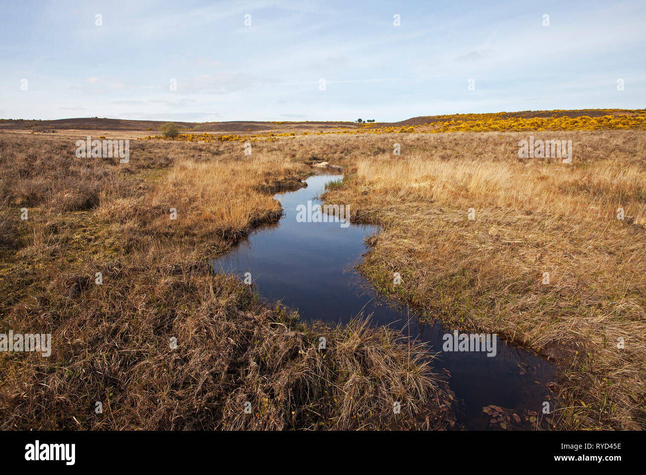 Latchmore Kot mit Heide auf den Hampton Ridge, New Forest National Park, Hampshire, England, UK, April 2017 Stockfoto