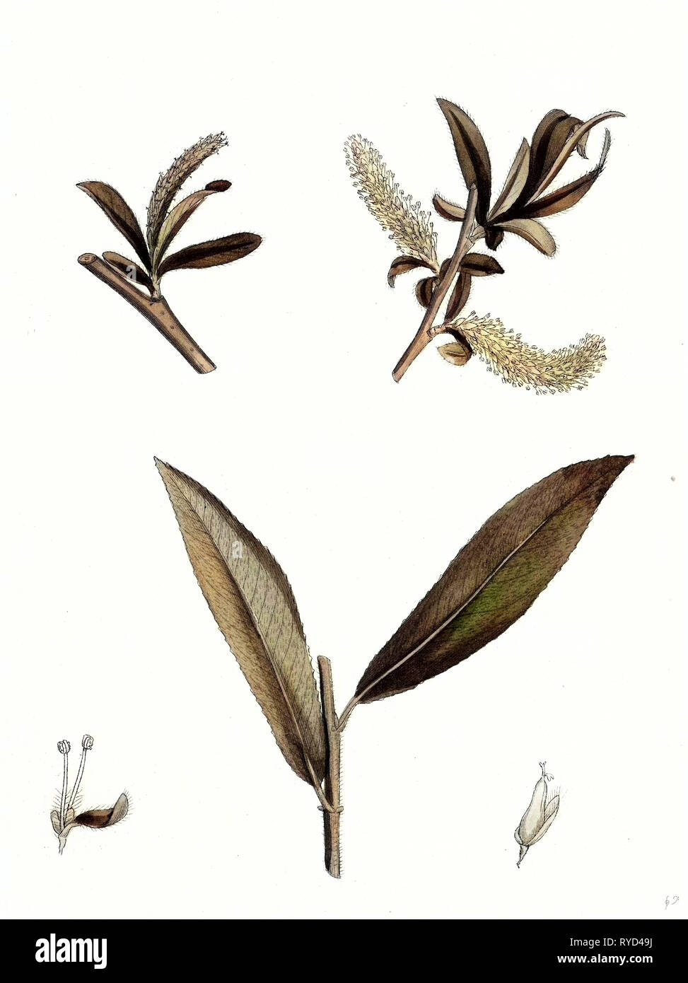 Salix alba Var. Genuina White Willow Stockfoto