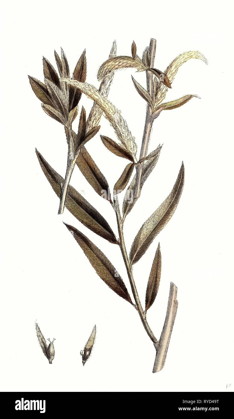 Salix alba Var. Vitellina Golden Willow Stockfoto