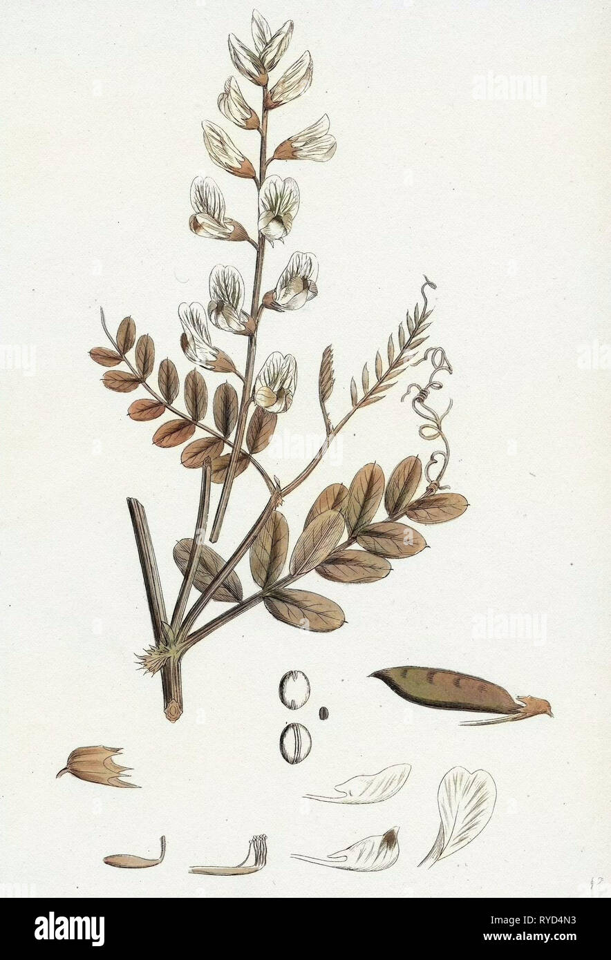 Vicia Sylvatica Holz Vetch Stockfoto