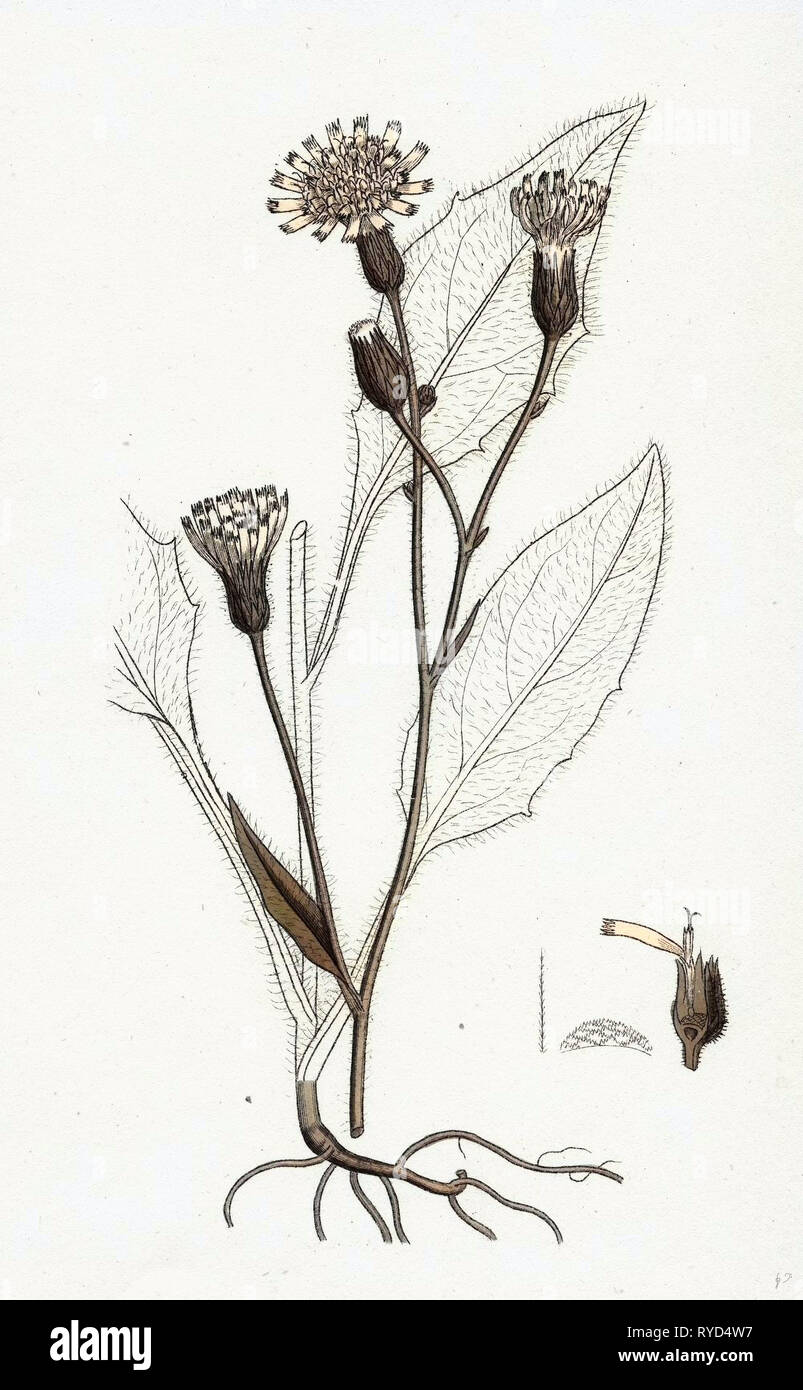 Habichtskraut Hieracium Vulgatum Holz Stockfoto