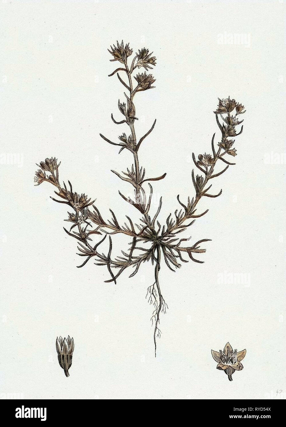 Scleranthus Annuus Var. Gemeinsame genuinus Knawel Var. Ein Stockfoto