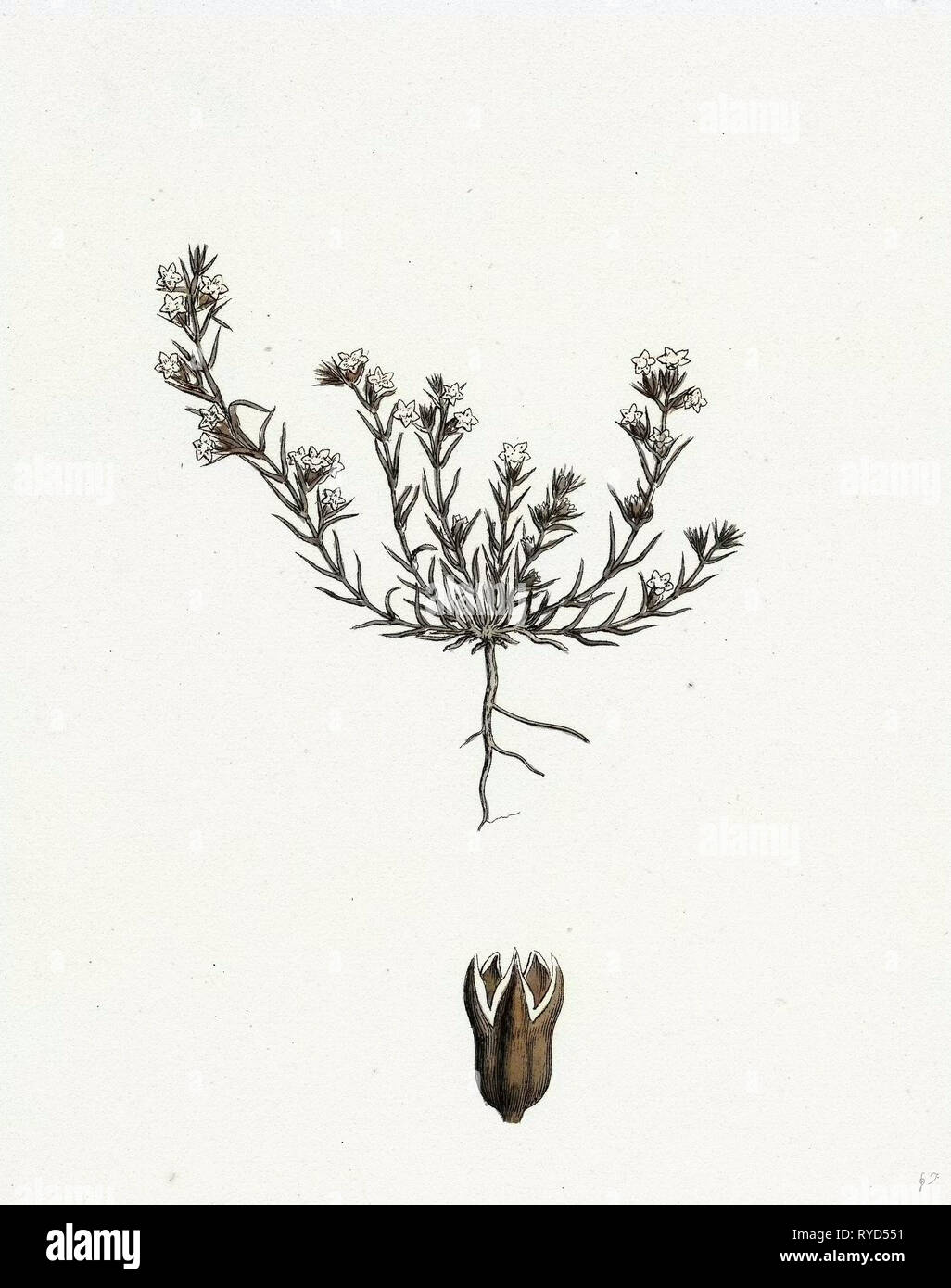 Scleranthus Annuus Var. Biennis Common Knawel Var. B Stockfoto