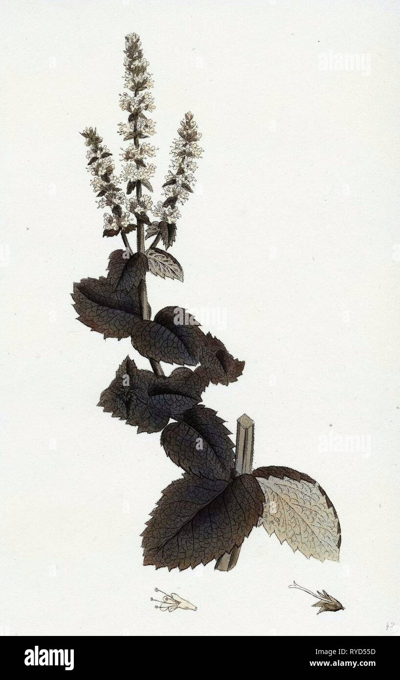 Mentha rotundifolia Round-Leaved Mint Stockfoto