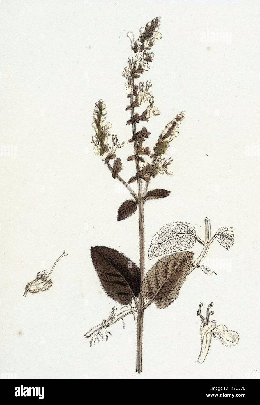 Teucrium Scorodonia Holz Gamander Stockfoto