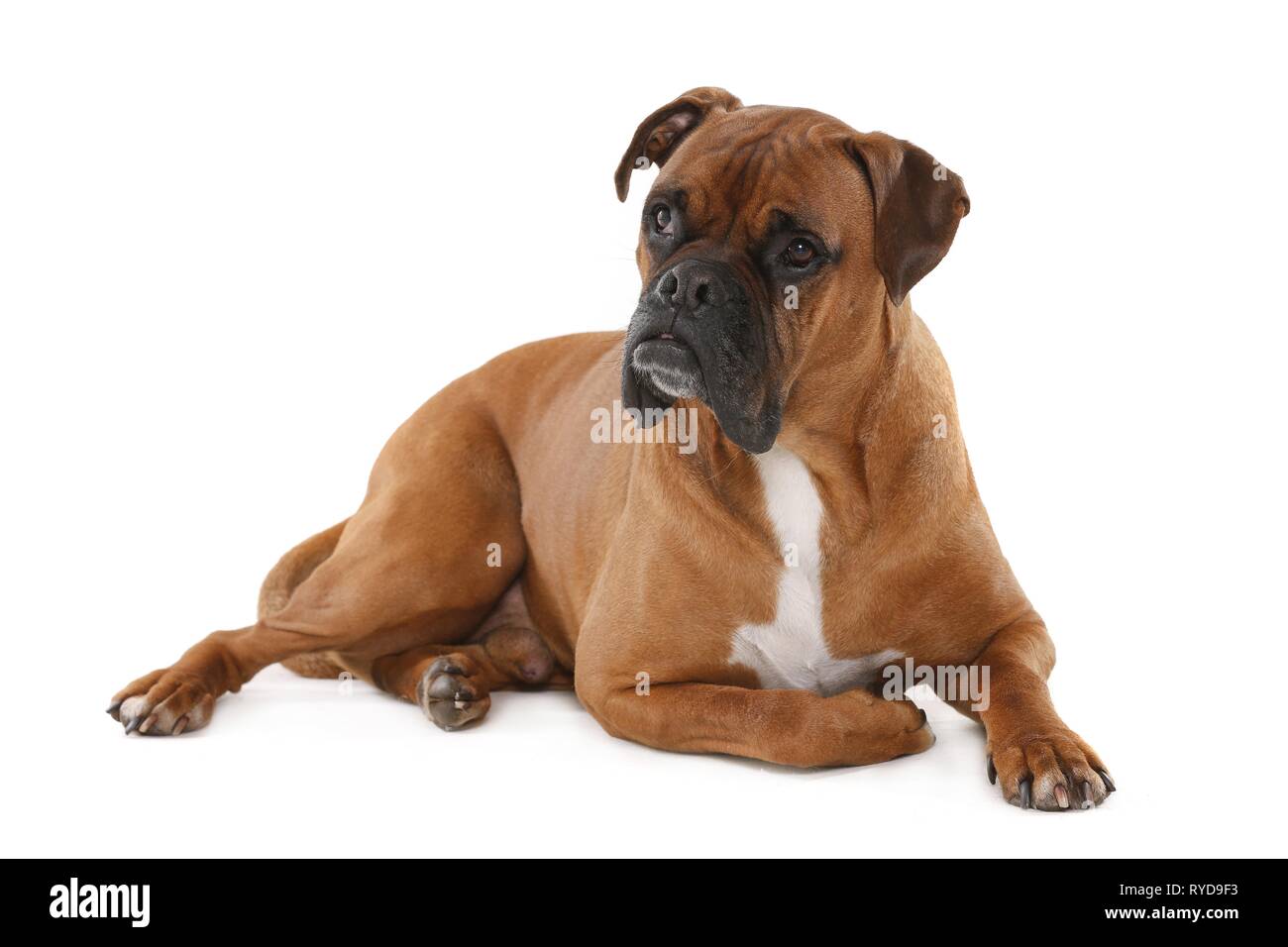 liegenden deutschen Boxer Stockfoto