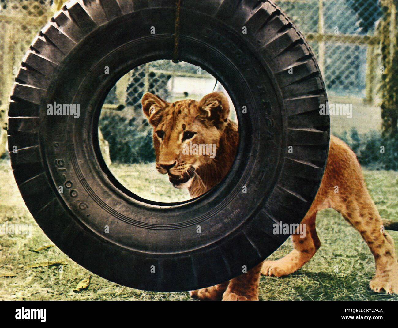 ELSA, von Geburt an frei, 1966 Stockfoto