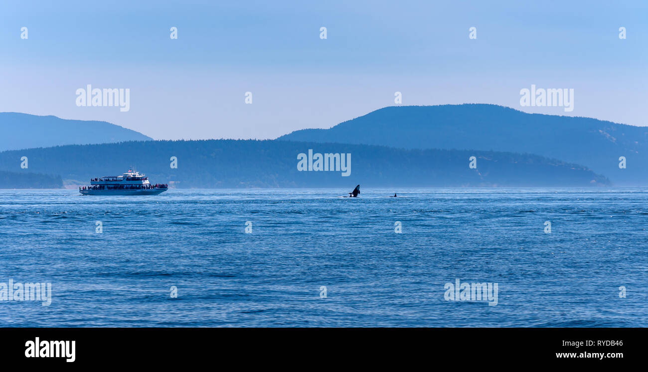 Whale Watching Boot in der Nähe von einem springenden Orca. Stockfoto