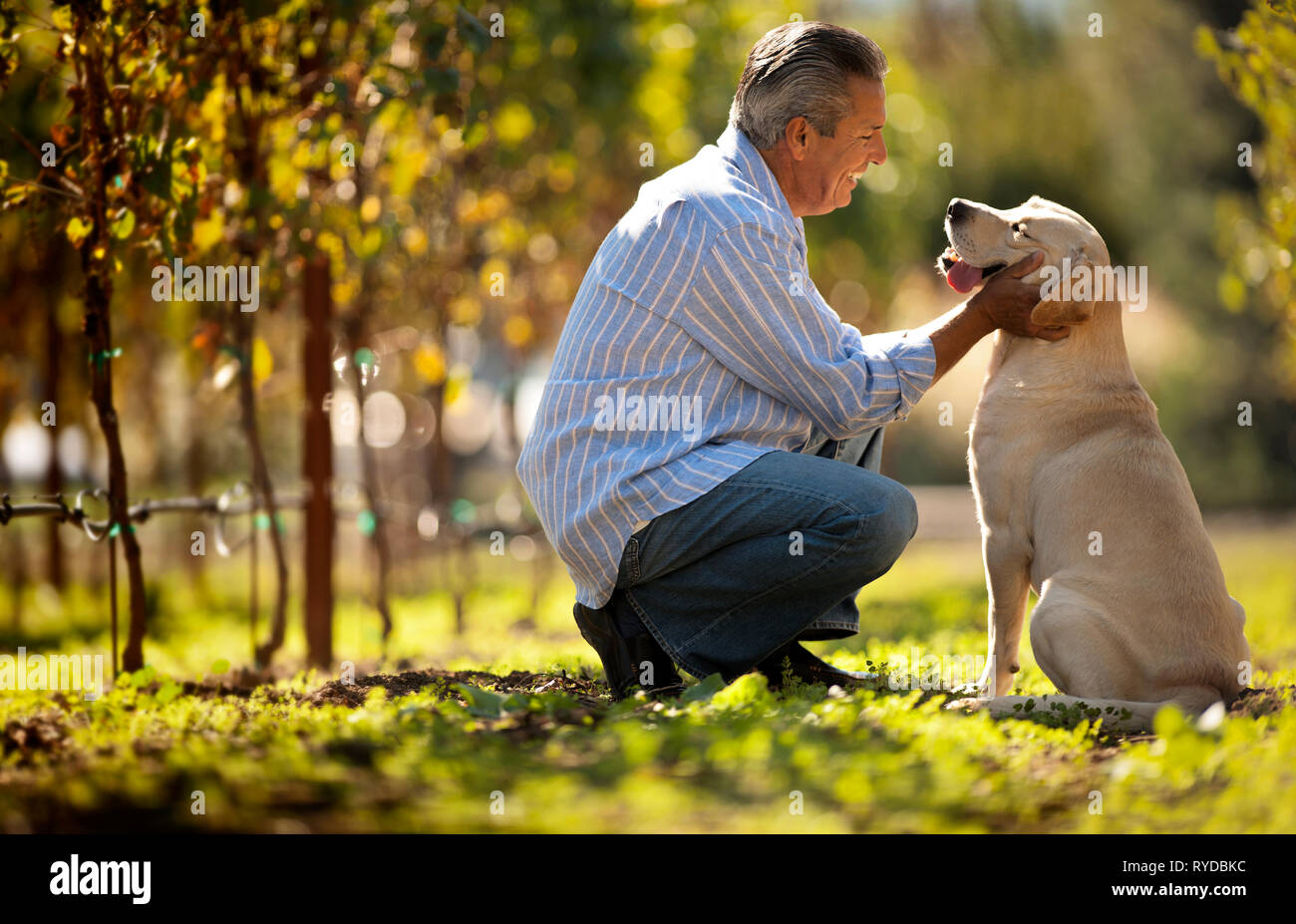 Reifer Mann zusammengekauert Neben seinem Hund im Weinberg. Stockfoto