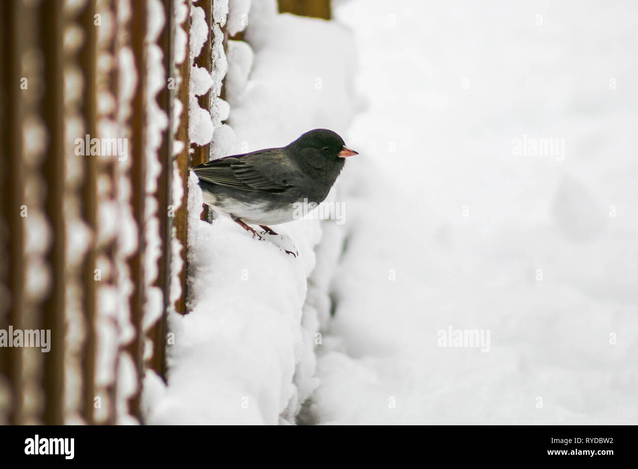 Snowbird auf Schnee. Stockfoto
