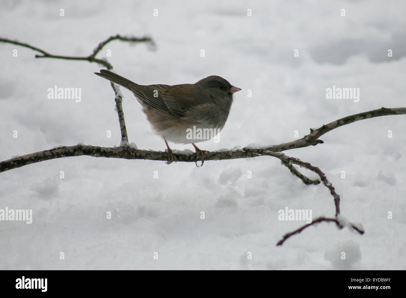 Dark-eye Junco sitzen auf einem schneebedeckten Zweig. Stockfoto