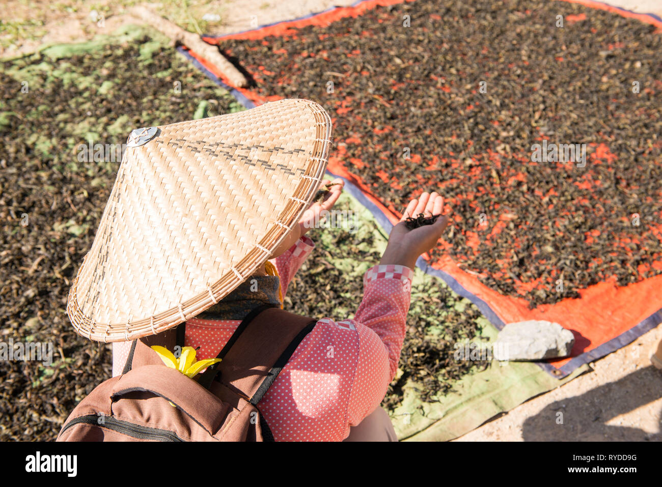Horizontale Bild der traditionellen burmesischen Frau mit trockenen Tee während Trekking zum Inle See in Myanmar Stockfoto