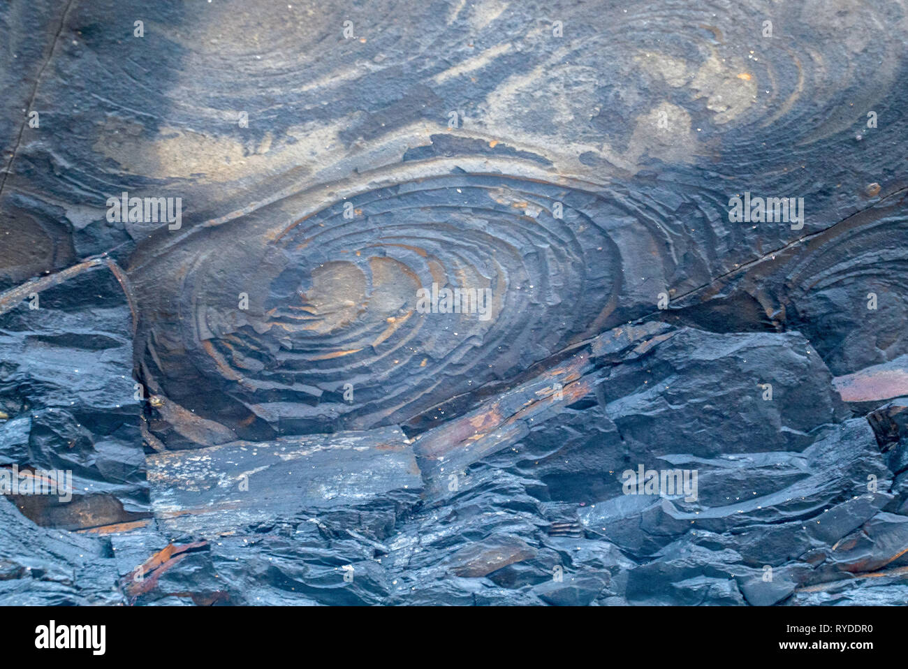 Fossilien ausgesetzt auf Maple Ledge Dolomit Betten bei Kimmeridge Bucht in Dorset UK Stockfoto