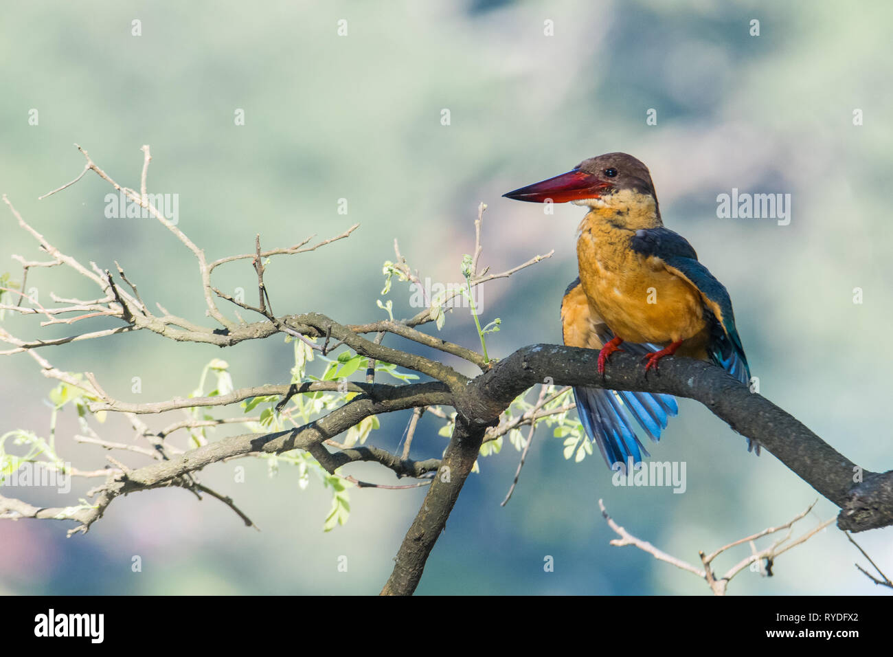 Der Storch-billed Kingfisher, ist ein Baum Kingfisher ist aber dünn in den tropischen Indischen Subkontinent und Südostasien verbreitet, her Stockfoto