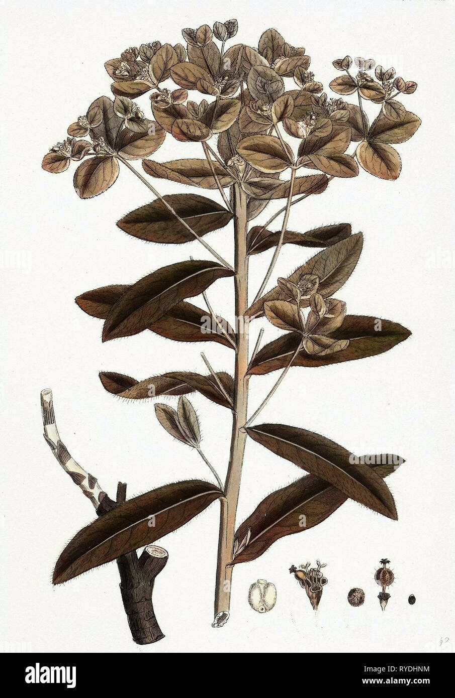 Euphorbia Pilosa Downy Wolfsmilch Stockfoto