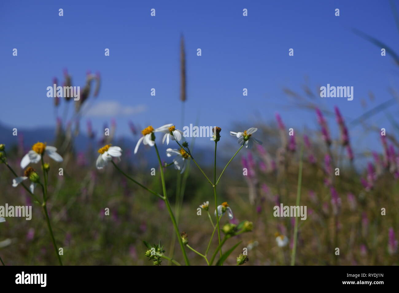 Glas Blume blühen in der Natur gegen den blauen Himmel Hintergrund Stockfoto