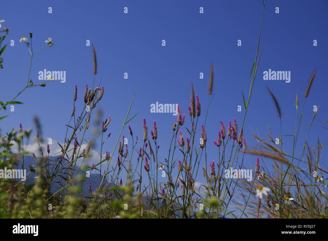 Glas Blume blühen in der Natur gegen den blauen Himmel Hintergrund Stockfoto