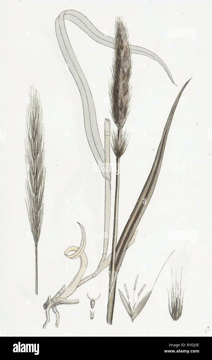 Hordeum Sylvaticum Holz Gerste Stockfoto