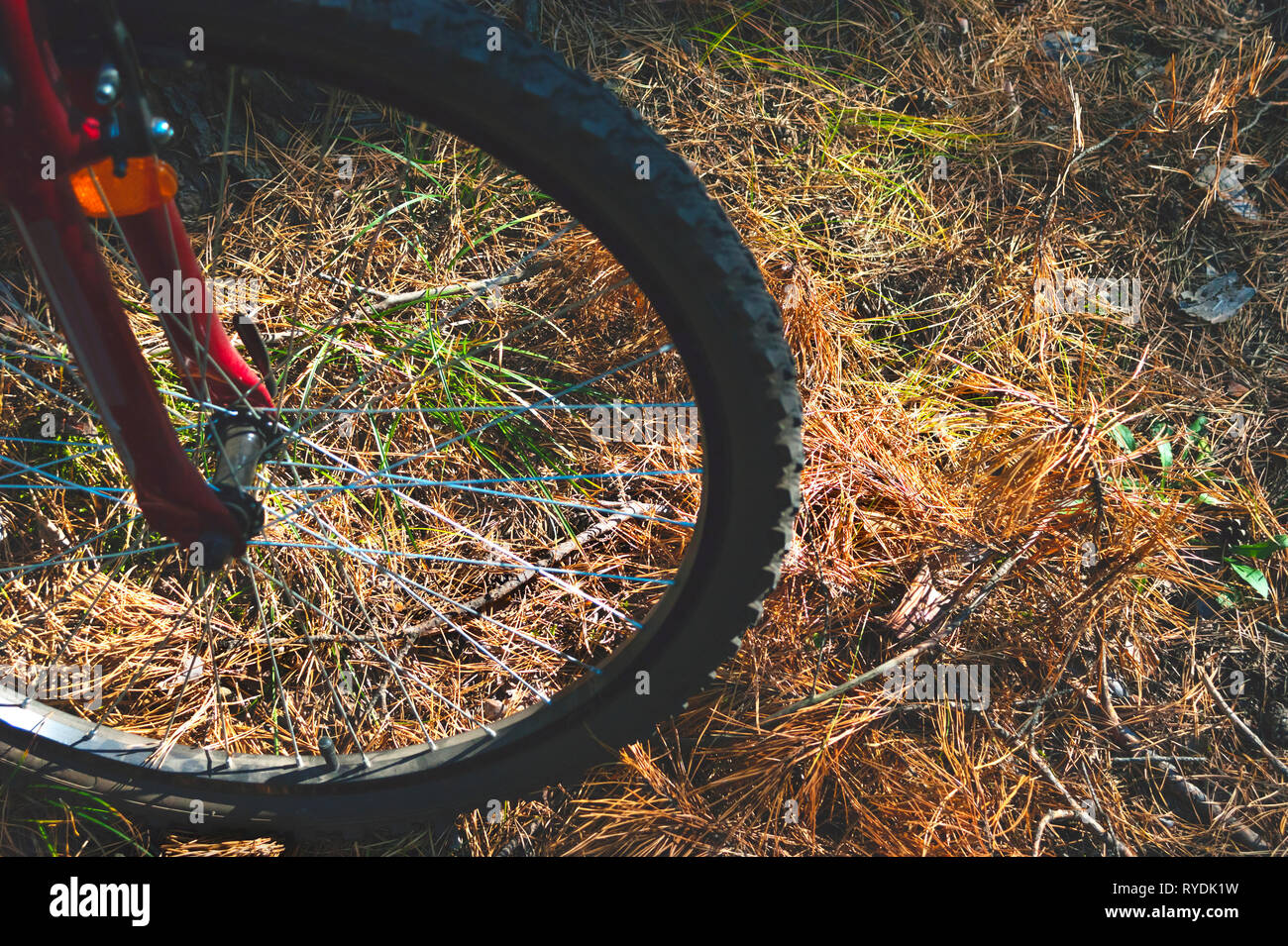 Rad eines Red Mountain bike, Fahrrad, auf den Boden mit Piniennadeln, Gras und Blätter. Abenteuer, Radfahren, Sport Konzept. Stockfoto