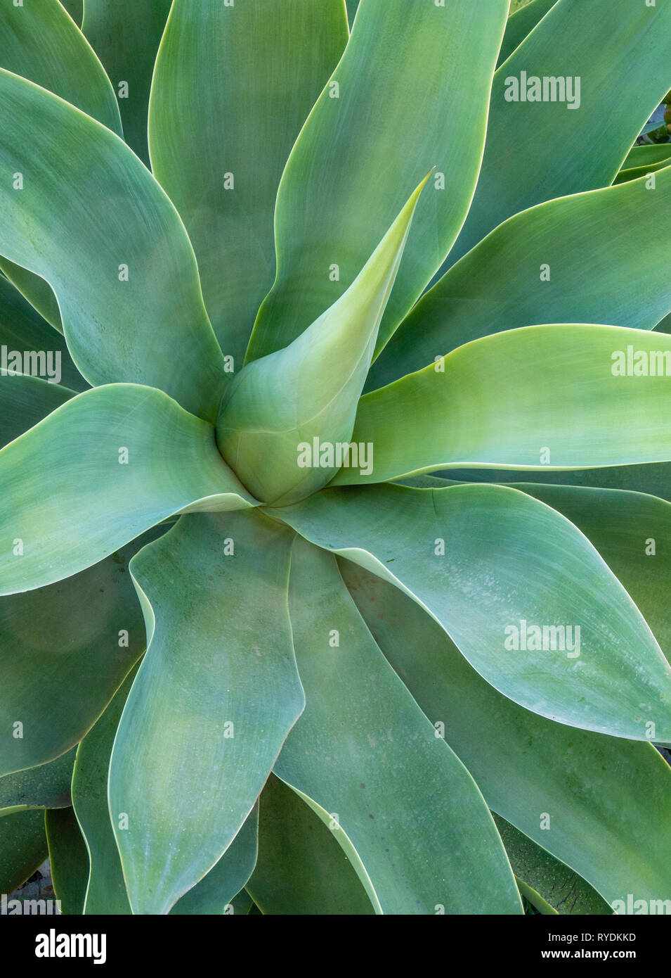 Breit blau-grünen Blätter der Agave attenuata Pflanzen im Garten eines Hauses in La Gomera auf den Kanarischen Inseln Stockfoto