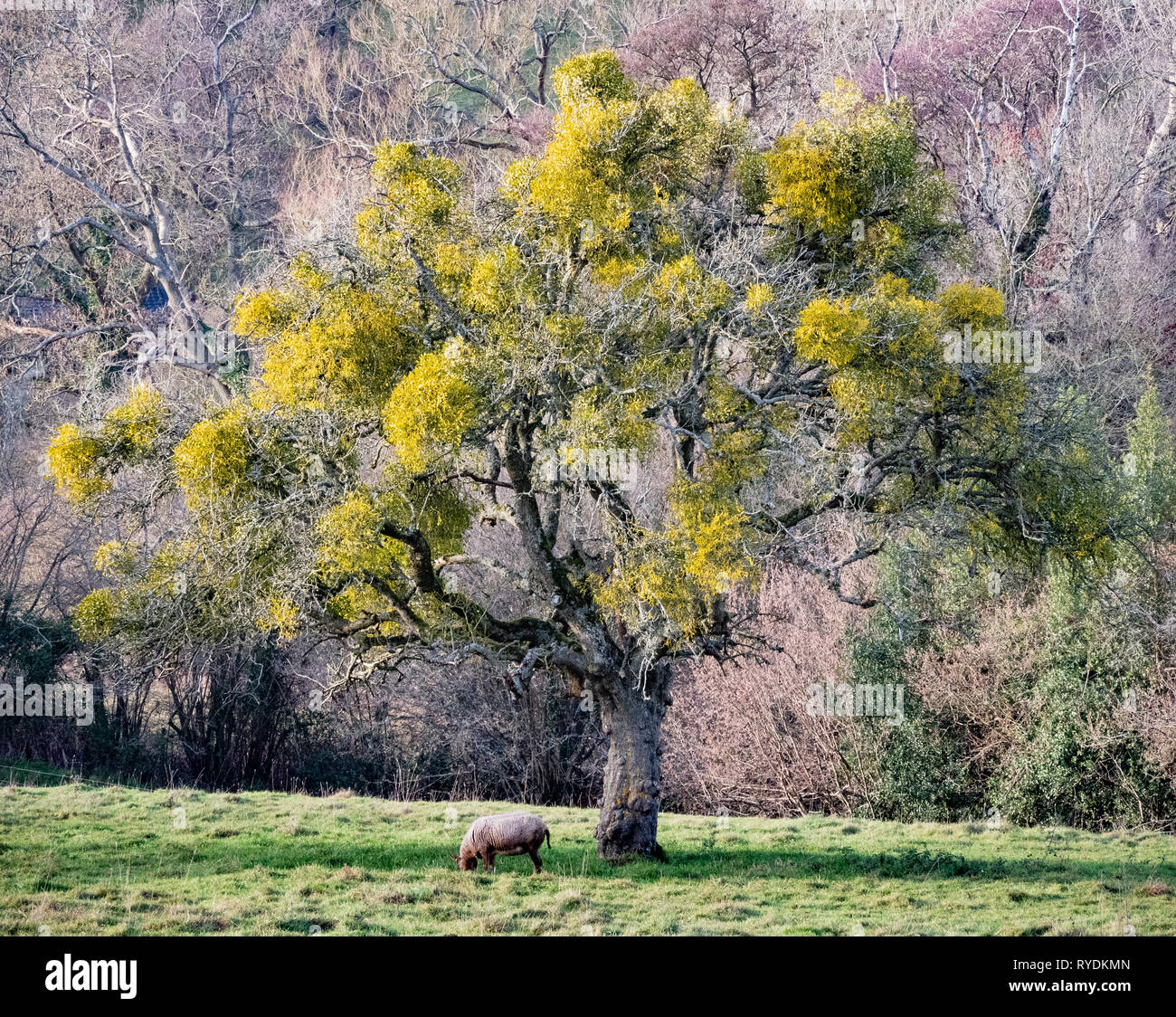 Baum im Winter in hemiparasitic Europäischen Mistel Viscum album behängt, so erscheinen in vollem Blatt - Slad tal Gloucestershire Cotswolds UK Stockfoto