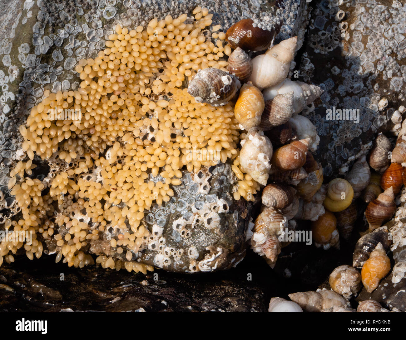 Hund wellhornschnecken oder winkle Nucella lapillus und Eier oben extrem niedrige Spring Tide an der Glamorgan Küste ausgesetzt South Wales Stockfoto