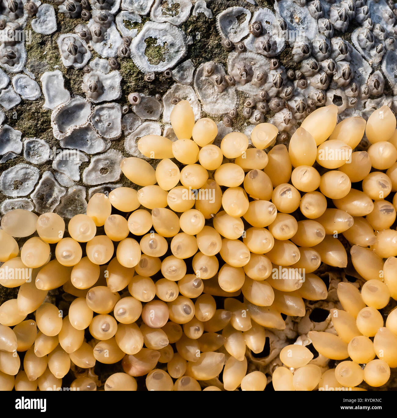 Hund wellhornschnecken oder winkle Nucella lapillus Eier oben extrem niedrige Spring Tide an der Glamorgan Küste South Wales ausgesetzt Stockfoto