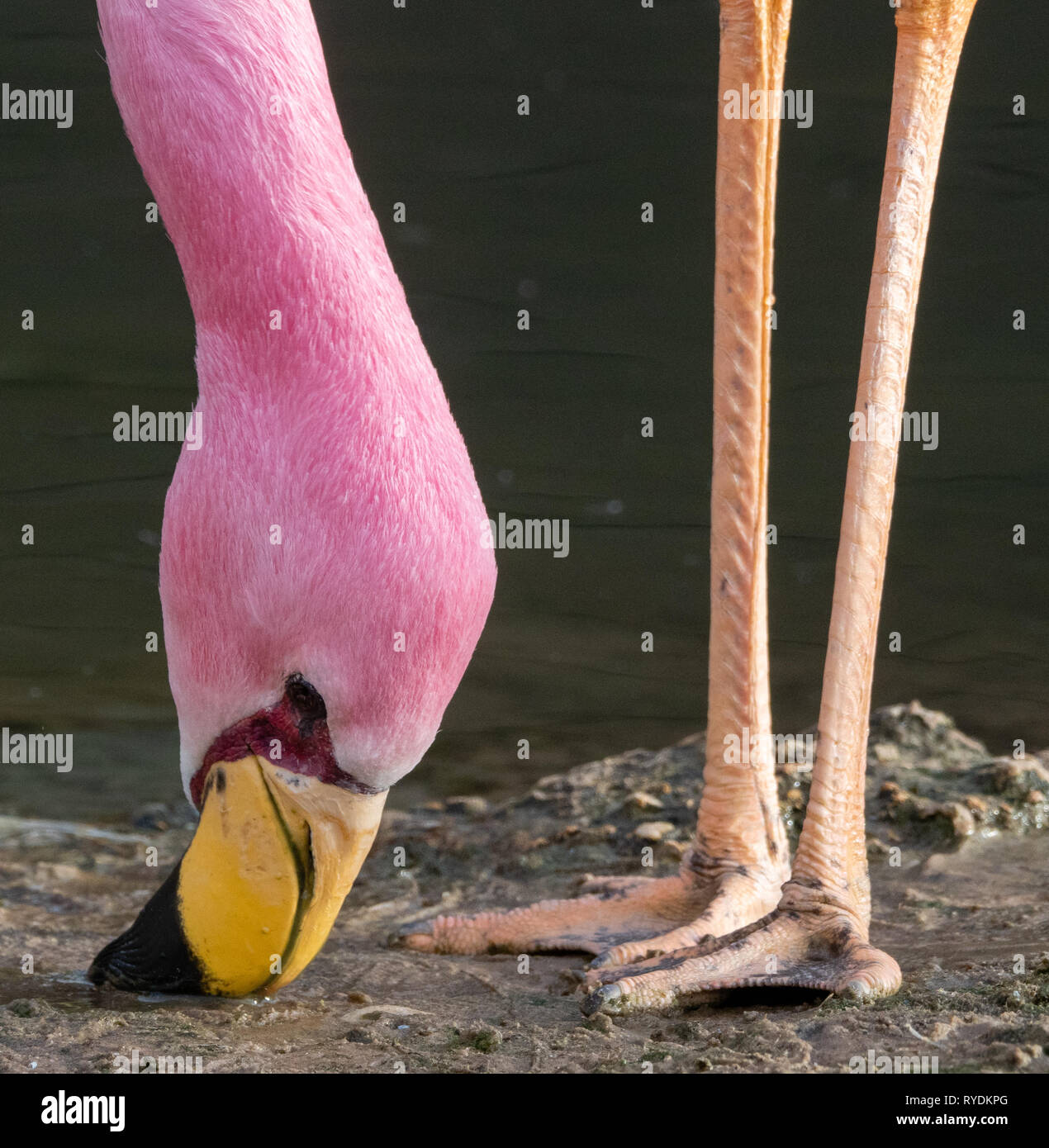 James's Flamingo Phoenicoparrus jamesi eine seltene S American Vogel mit charakteristischen gelben Bill Fütterung auf schlammigem Boden in Slimbridge Gloucestershire, Großbritannien Stockfoto