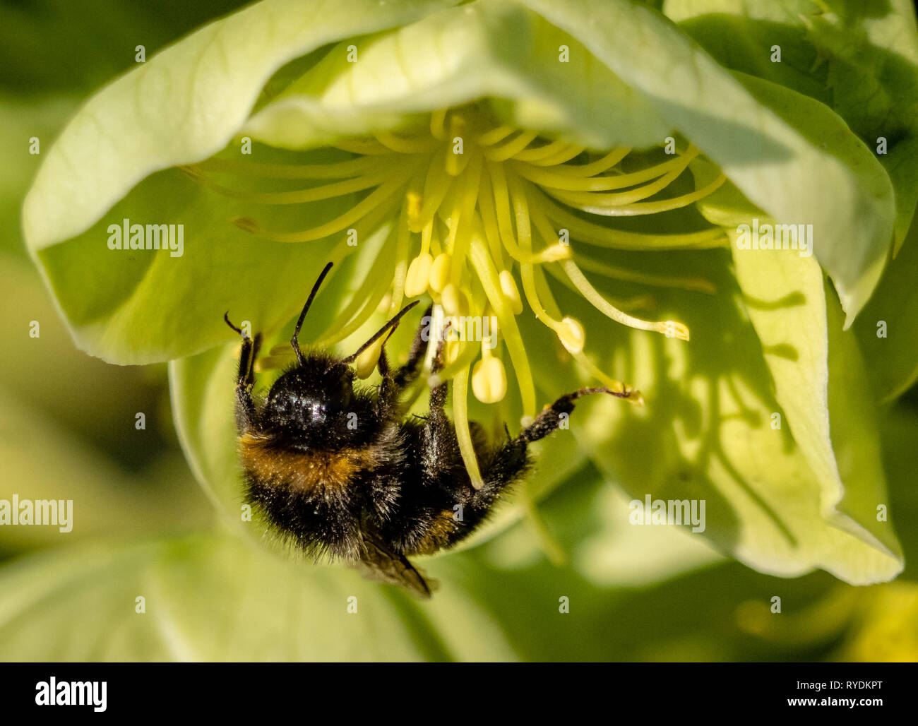 Frühe Hummel Bombus pratorum Königin Fütterung auf einer Korsischen hellebore Blüte an einem warmen Tag im Februar 2019 - Bristol GROSSBRITANNIEN Stockfoto