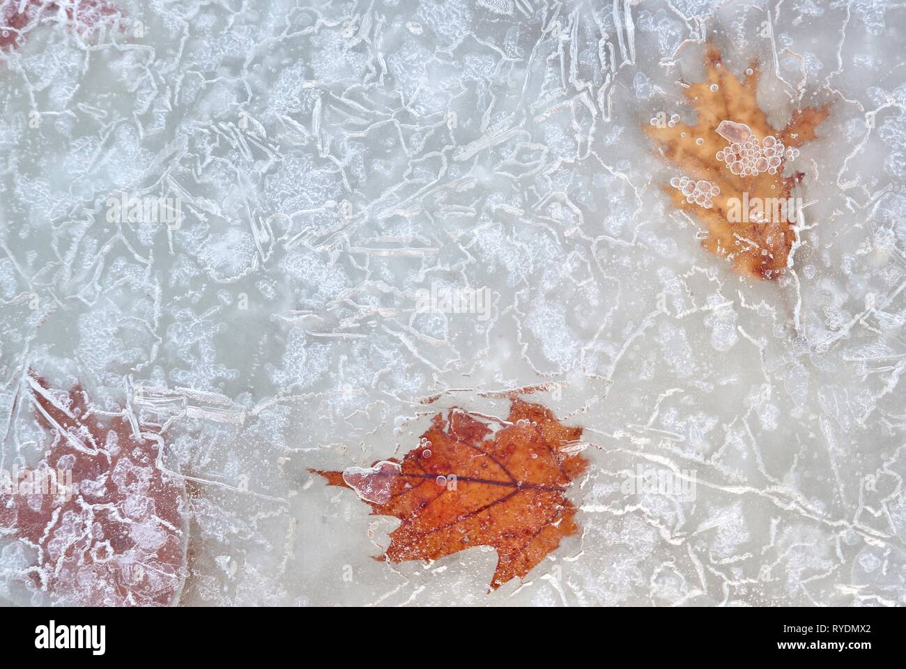 Blätter im Herbst in Eis mit Blasen, die in der Nähe der Oberfläche ausgesetzt. Linien und Formen erzeugen von Mustern auf der Oberseite des gefrorenen Wassers. Stockfoto