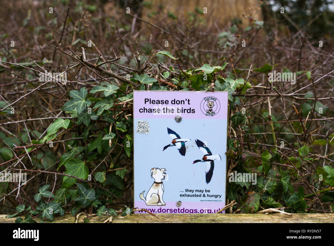 "Sie jagen Sie die Vögel nicht Warnzeichen für Hundebesitzer. Upton, Poole, Dorset, Großbritannien Stockfoto