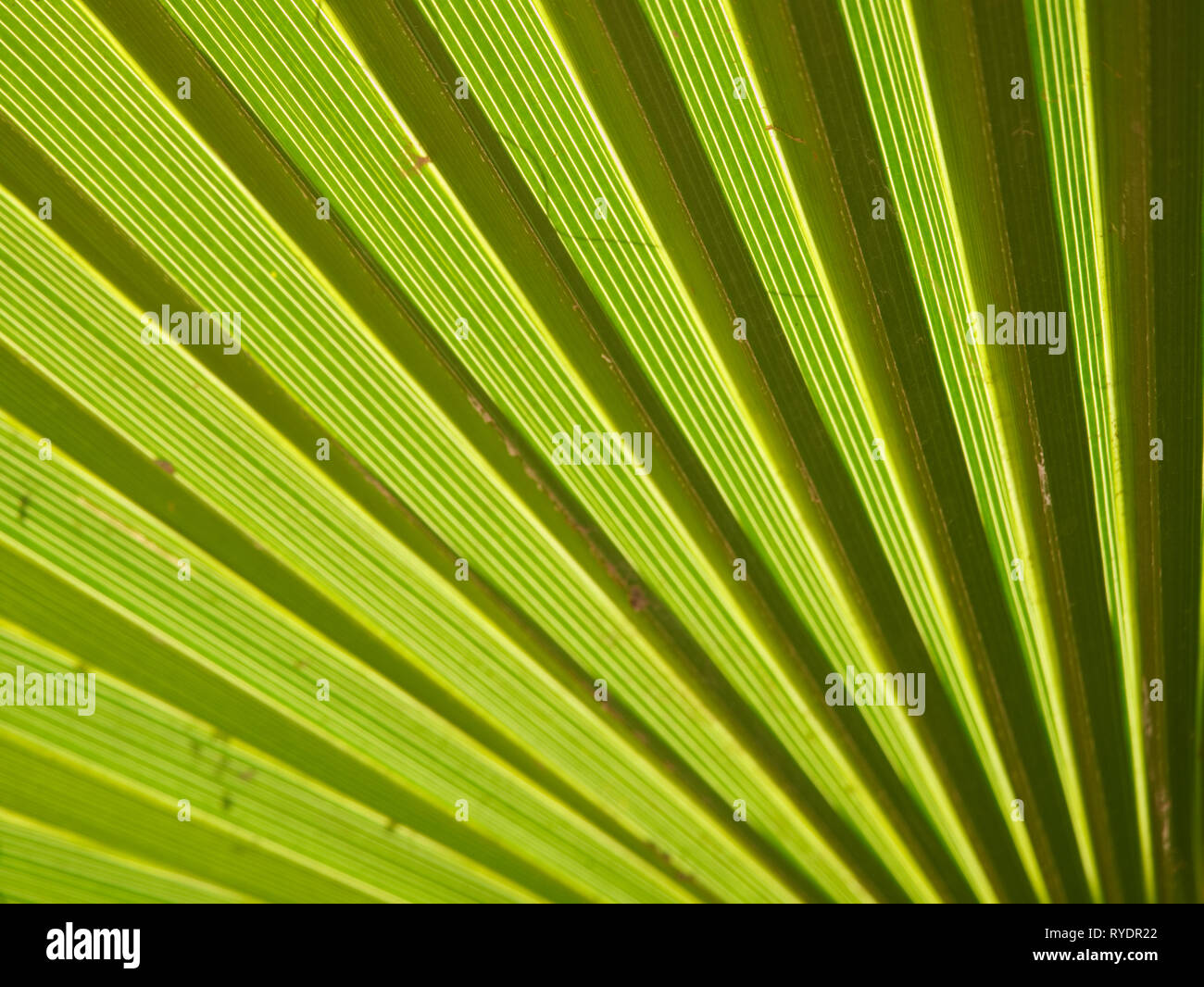 Licht scheint durch eine Palme Wedel mit genauen grünen und gelben Streifen Stockfoto