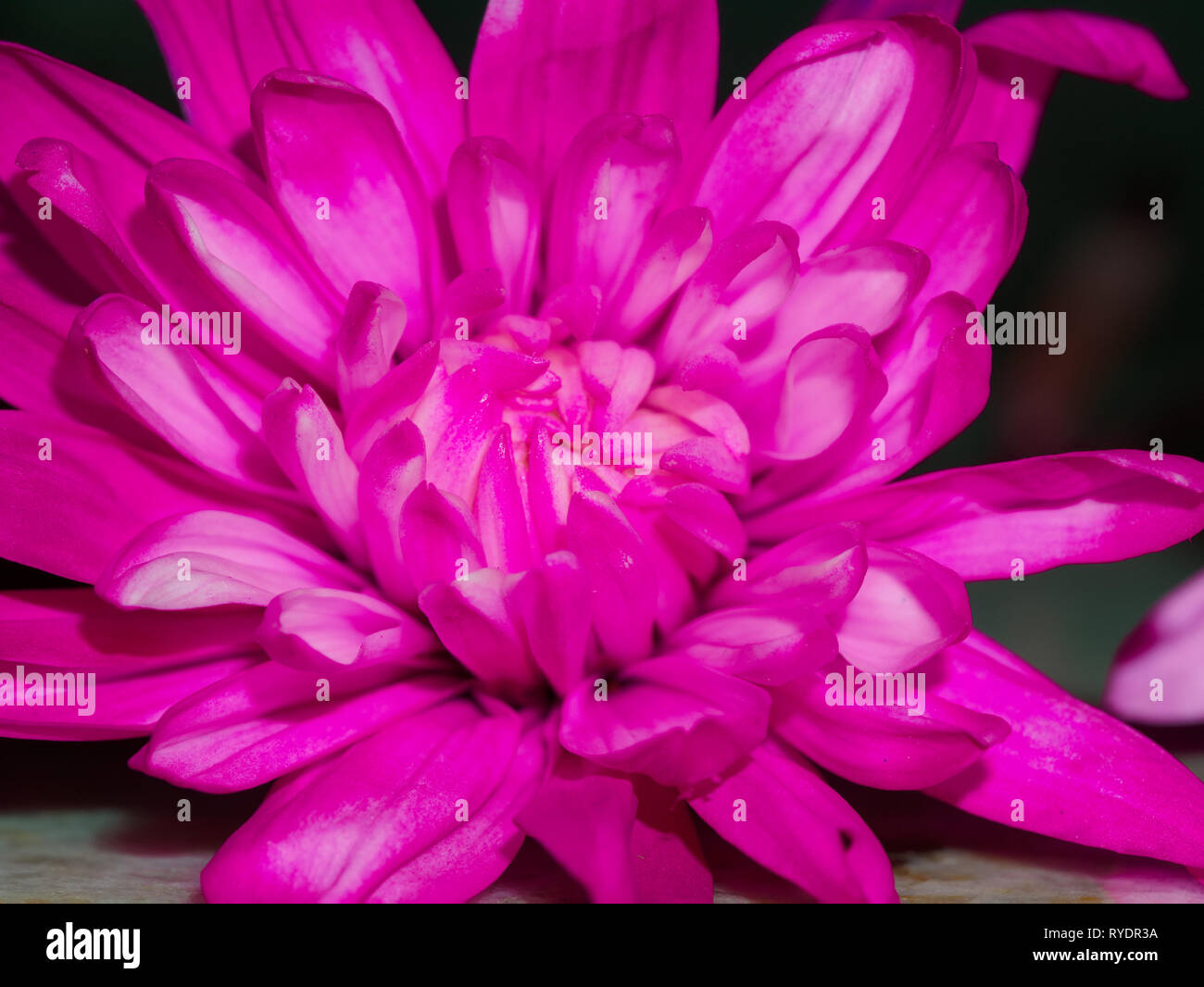 Helle tief gefärbt magenta Chrysantheme Blume Nahaufnahme Stockfoto