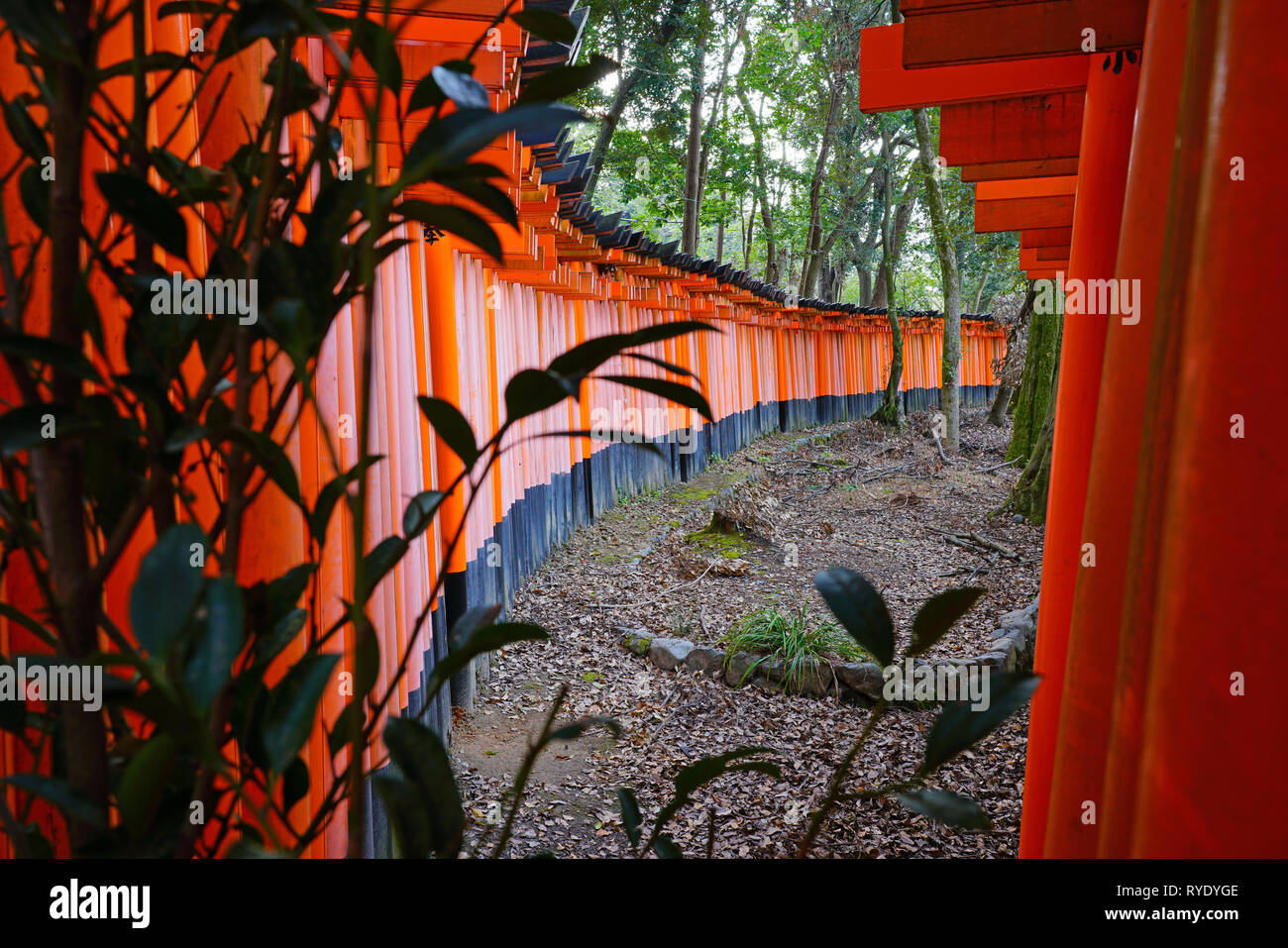 Blick auf rote tori Tore mit Säulen am Fushimi Inari Taisha Shrine, an der Basis der Inari Berg in Kyoto, Japan. Stockfoto