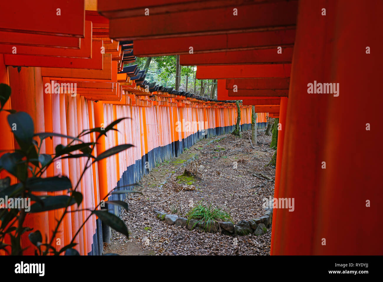 Blick auf rote tori Tore mit Säulen am Fushimi Inari Taisha Shrine, an der Basis der Inari Berg in Kyoto, Japan. Stockfoto