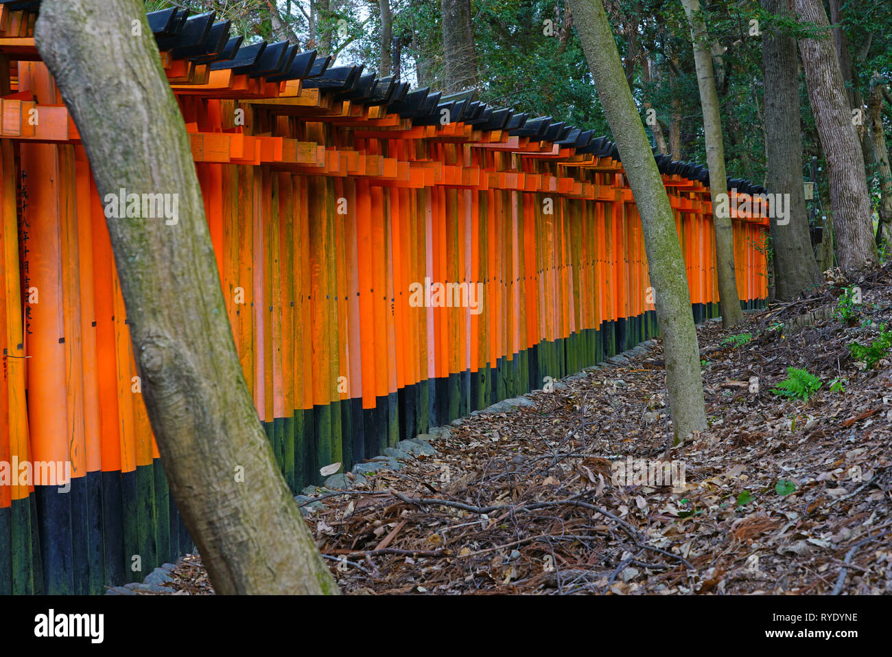 Blick auf rote tori Tore mit Säulen am Fushimi Inari Taisha Shrine, an der Basis der Inari Berg in Kyoto, Japan. Stockfoto