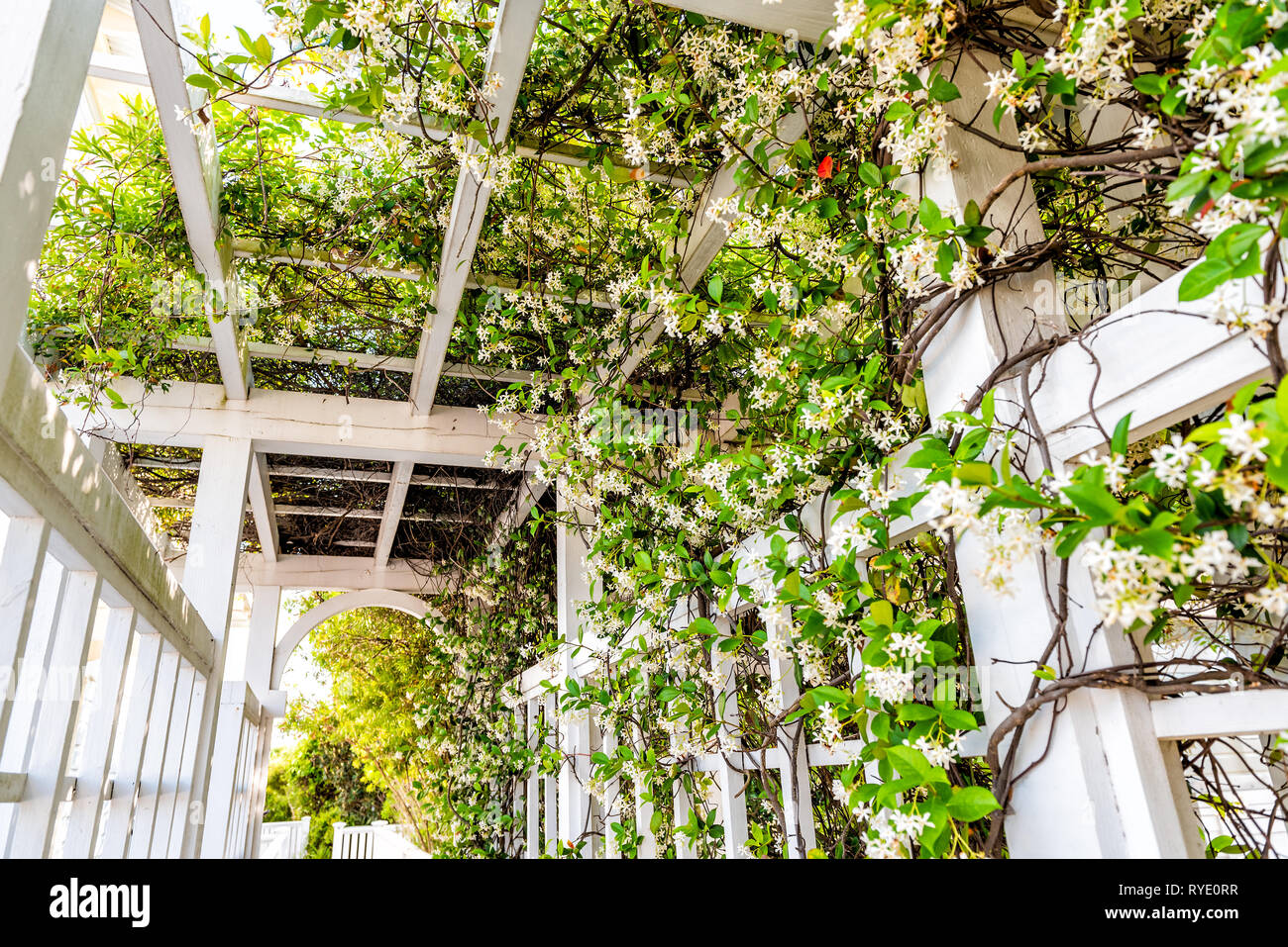 Outdoor Feder Weiss Clematis Blumen Garten Im Hinterhof Halle Home