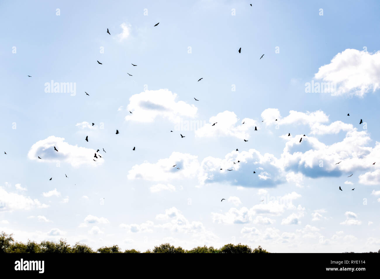 Viele Vögel Geier kreisen fliegen im Himmel Silhouette über Palmen und tiefes Loch berühmte Alligator See Teich in der Myakka River State Park in Sarasota Stockfoto