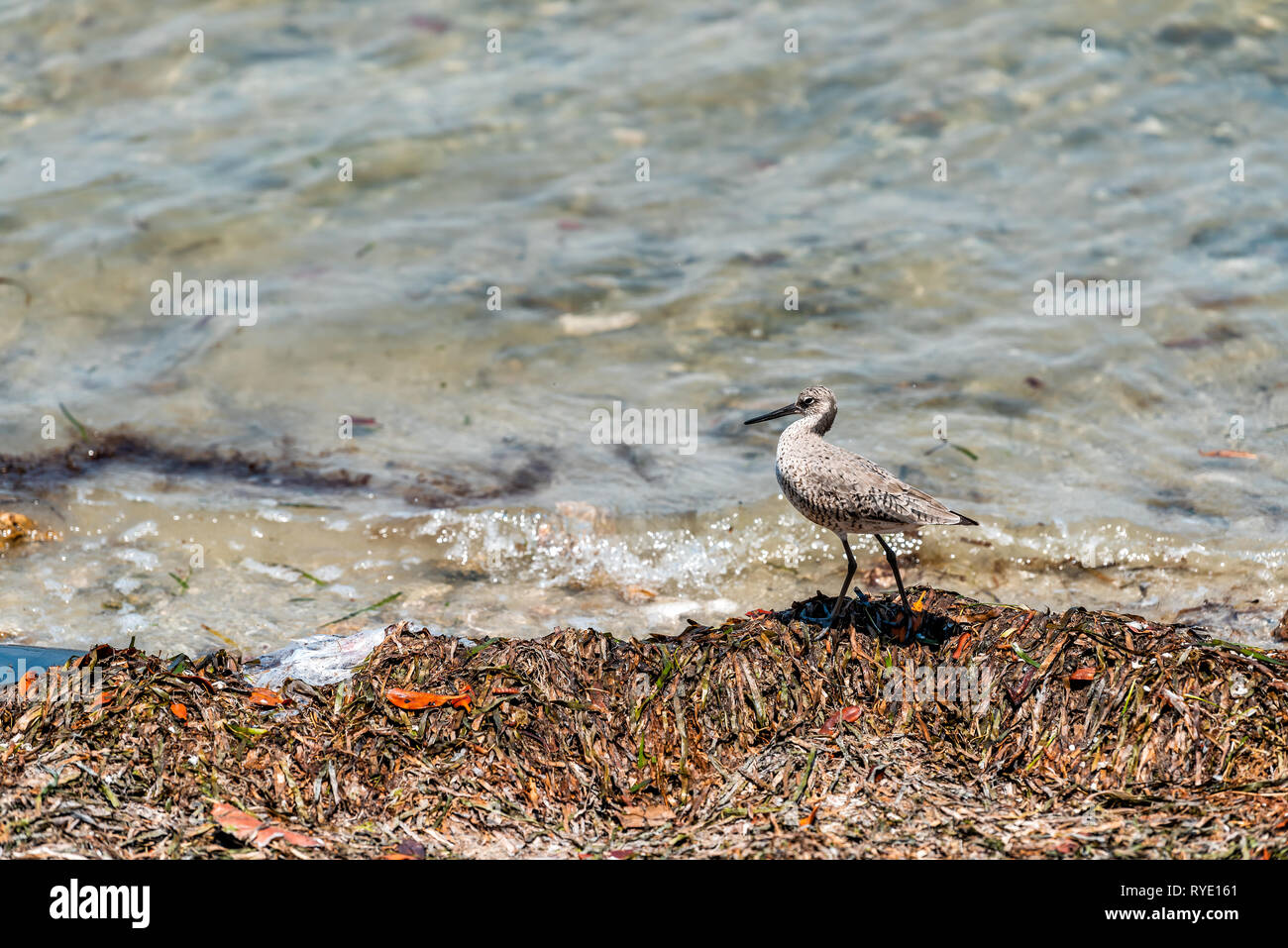 Sanibel Island in Florida Bay in der Nähe von Meer Strand Küste mit Nahaufnahme des willet Vogel zu Fuß durch Wasser Stockfoto
