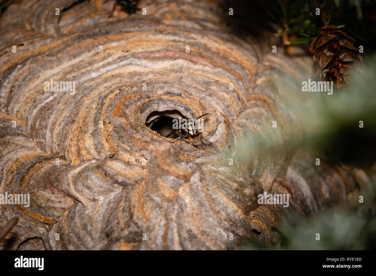 Bald-Faced Hornet in einem Nest Stockfoto