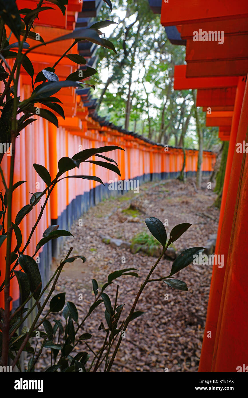 Blick auf rote tori Tore mit Säulen am Fushimi Inari Taisha Shrine, an der Basis der Inari Berg in Kyoto, Japan. Stockfoto