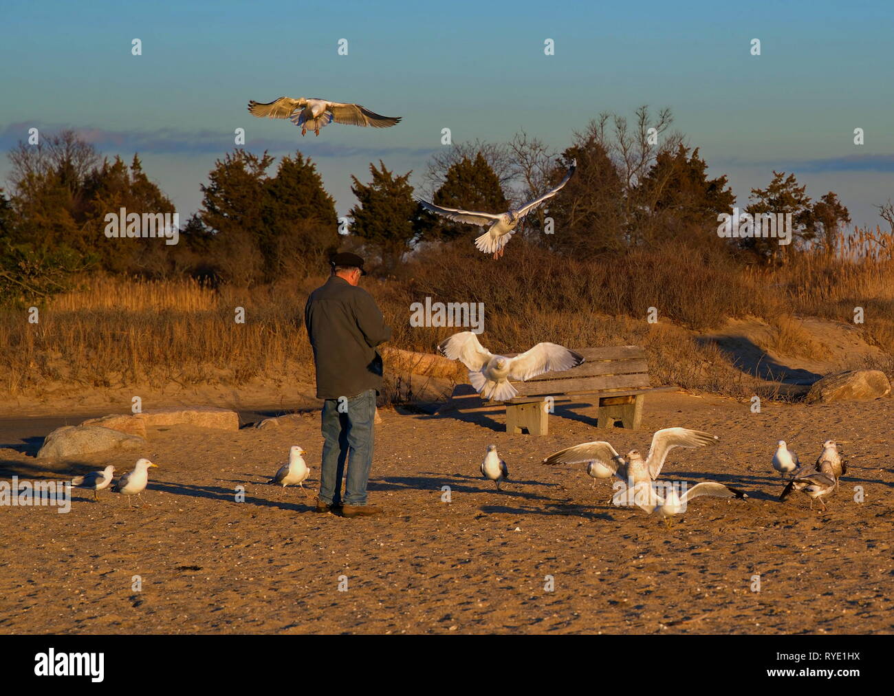 Madison, CT USA. Feb 2019. Ein älterer Mann macht einen regelmäßigen Besuch dieser Neu-england Strand seine Freunde Möwe im Flug zu füttern. Stockfoto