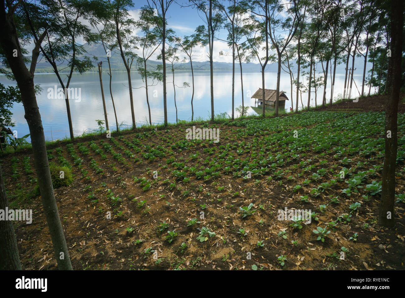 Kleines organisches Gemüse Bauernhof am See. Stockfoto