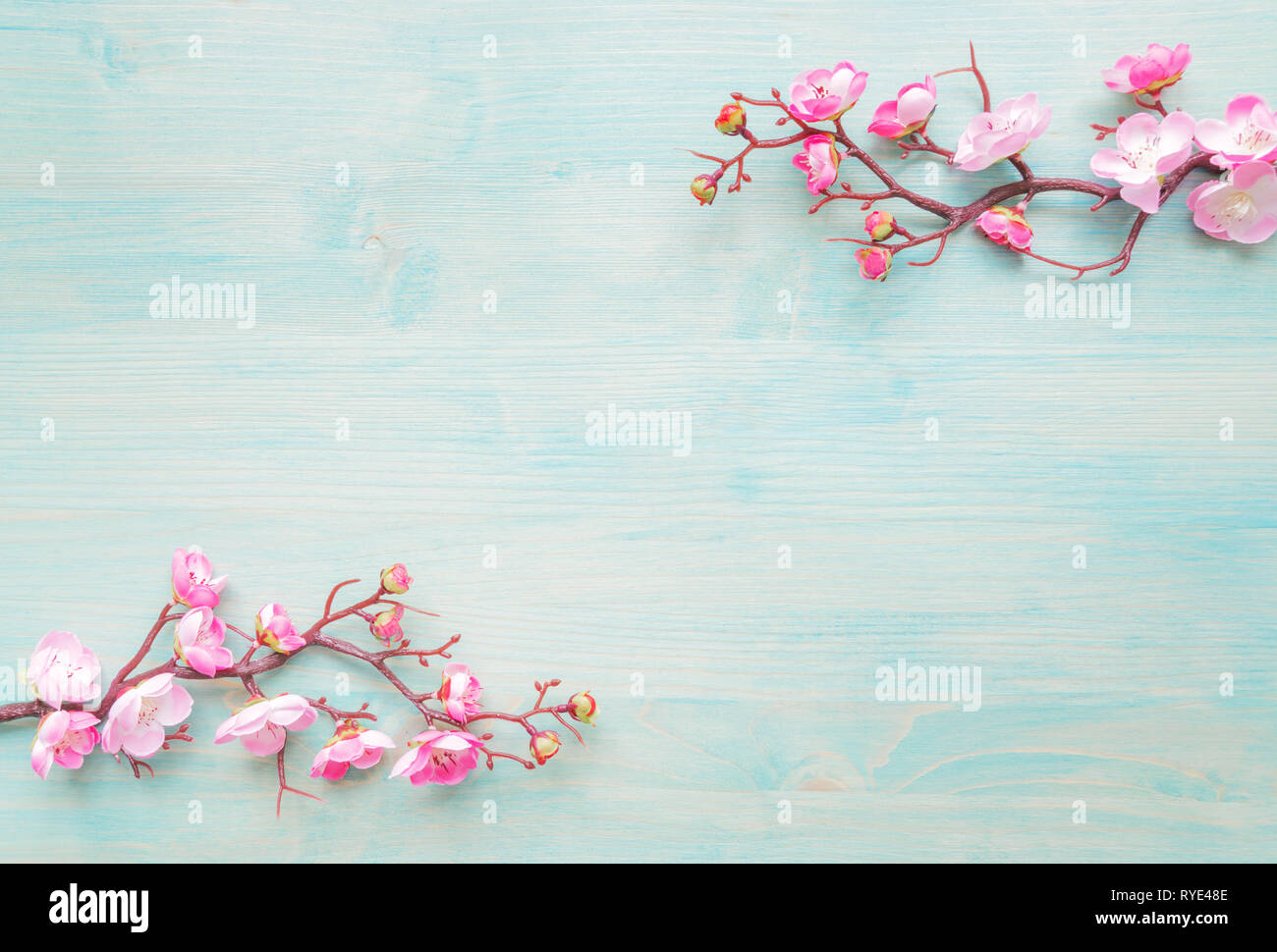 Abstrakte Frühling Hintergrund der gemalten Blue Board mit Filiale der Blüte cherry Zweig mit rosa Blumen bedeckt Stockfoto