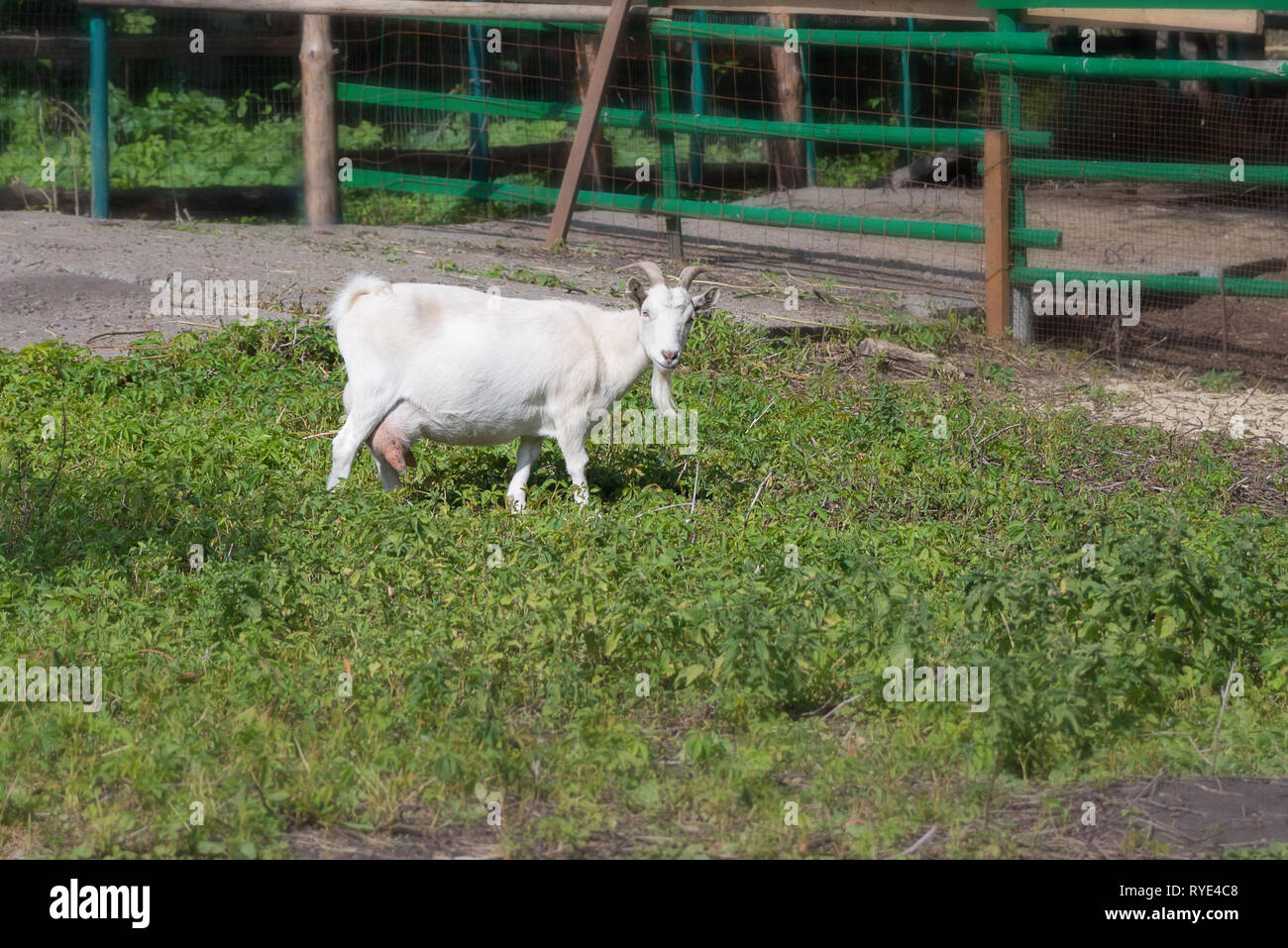 Weiße Ziege mit Euter und Hörner ist gestreift im Hof auf dem Bauernhof Stockfoto