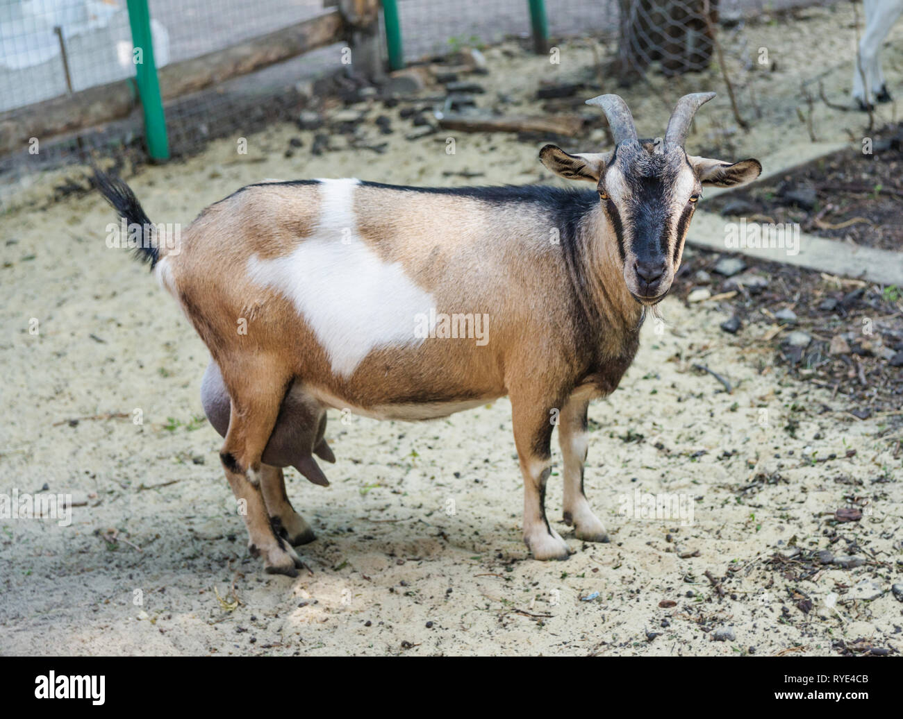 Nahaufnahme Porträt eines braunen inländischen Ziegen mit Hörnern und Euter im Freien Stockfoto