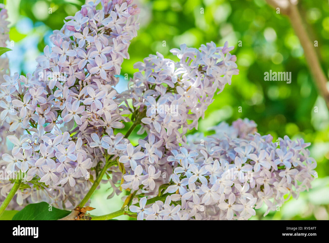 Blühender Zweig der Violett lila mit lila Blumen im Frühling Garten Stockfoto