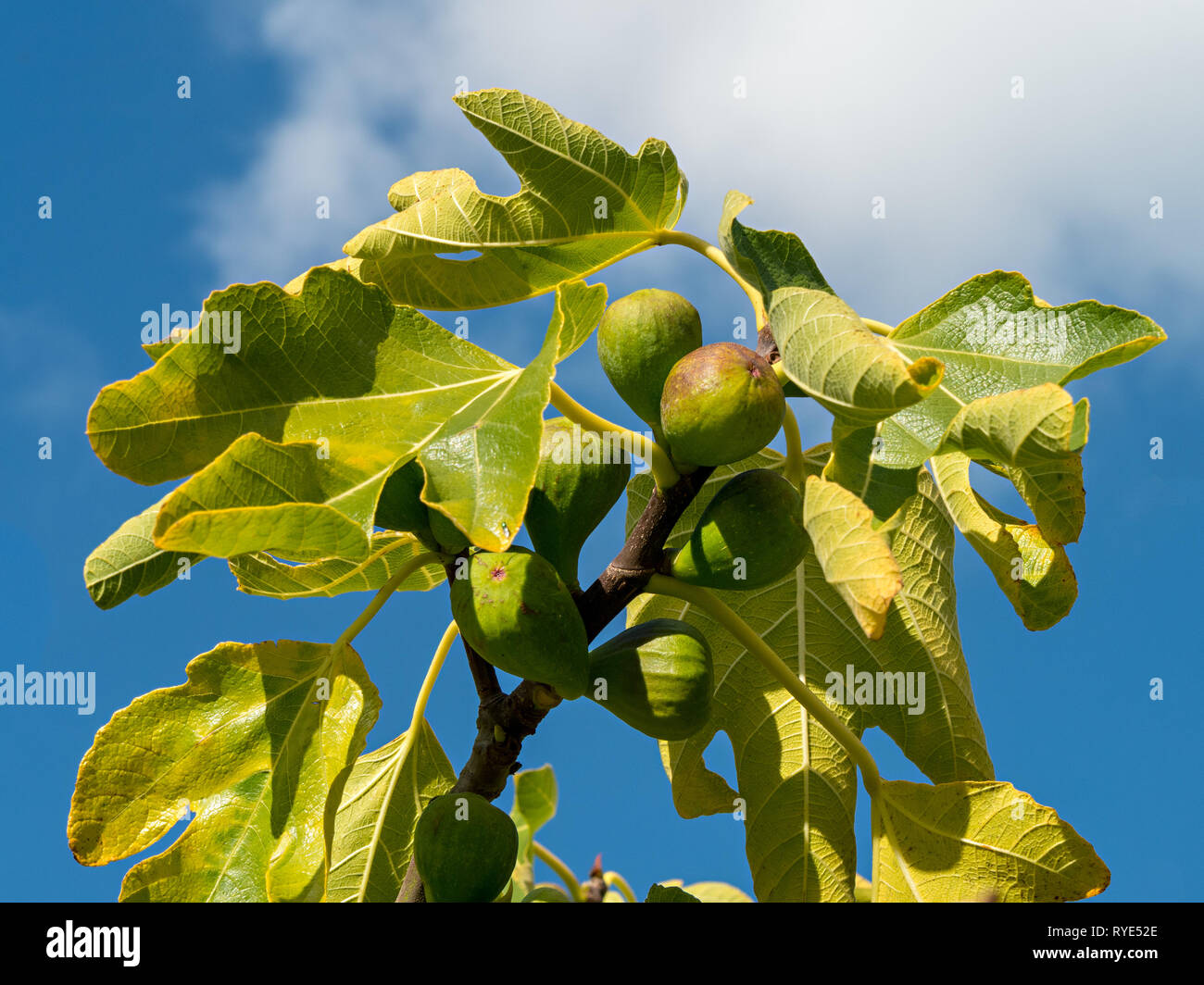 Sunlit grüne Feigen wachsen auf einem Feigenbaum (Ficus Carica Angelique) Ast mit Blätter gegen den blauen Himmel, Herbst, England, Großbritannien Stockfoto