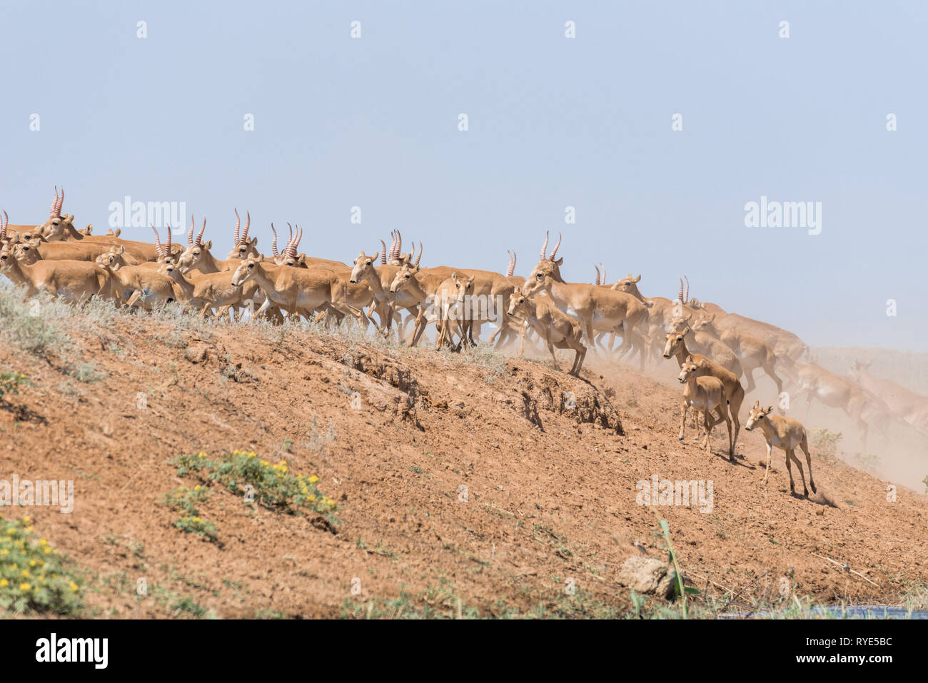 Saiga tatarica ist in das Rote Buch, Chyornye Zemli (Schwarz landet) Naturschutzgebiet, Kalmückien Region, Russland aufgeführt Stockfoto