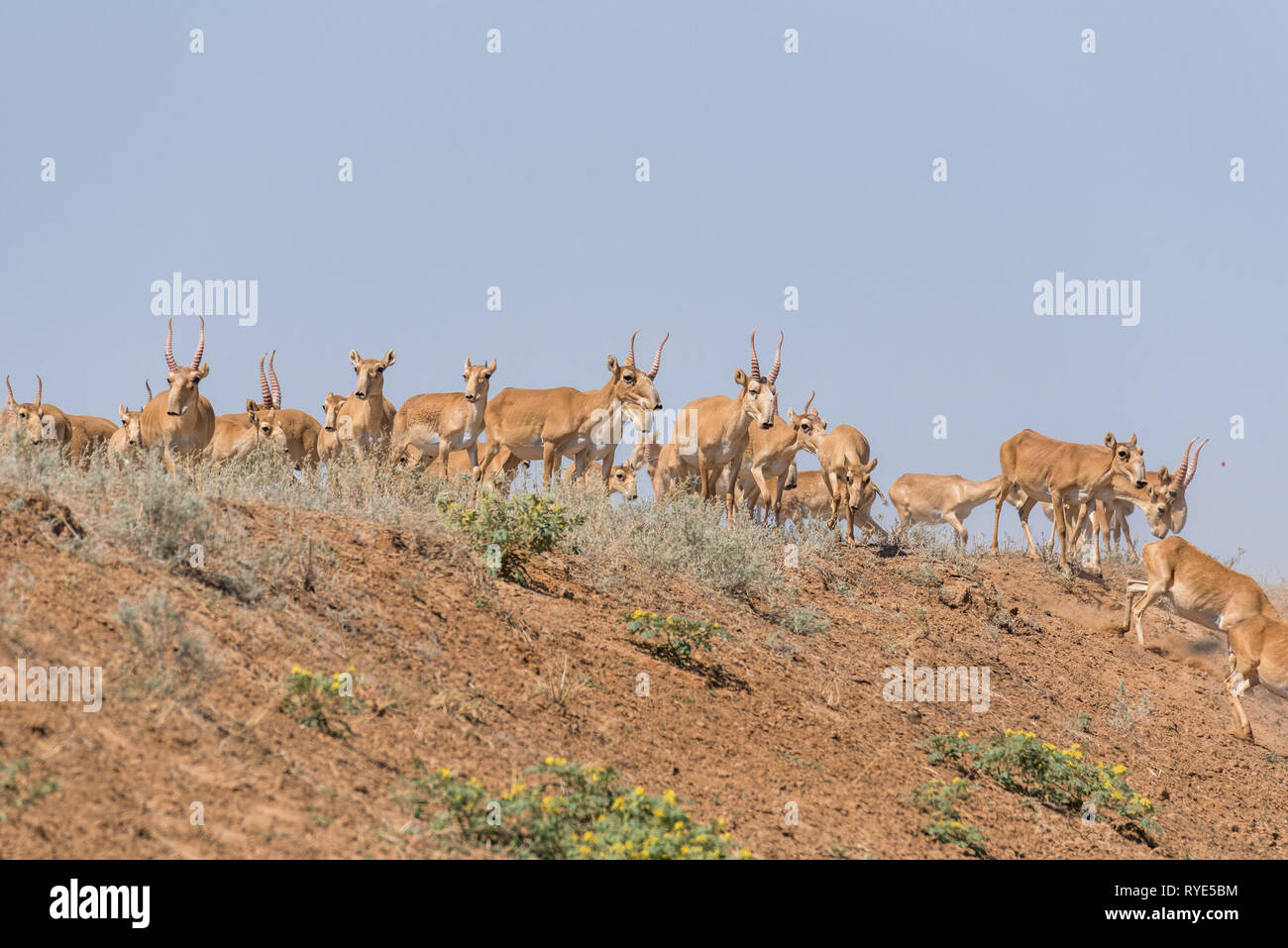 Saiga tatarica ist in das Rote Buch, Chyornye Zemli (Schwarz landet) Naturschutzgebiet, Kalmückien Region, Russland aufgeführt Stockfoto